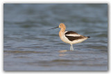 Avocette dAmrique_5019.jpg