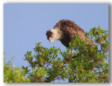 Caracara du nord Floride_7072.jpg