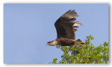 Caracara du nord Floride_7080.jpg