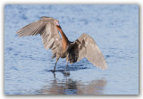 Aigrette rousstre Floride_8865.jpg