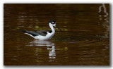 chasse dAmrique Floride_0421.jpg