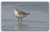 Bcasseau sanderling_2370.jpg