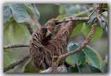 Paresseux  trois doigts / Three-toed Sloth _Z3A9213 copie.jpg