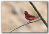 Tangara  dos rouge / Crimson-backed Tanager _Z3A7259.jpg