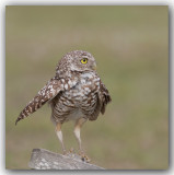 Chevche des terriers_Burrowing Owl_Z3A6809.jpg