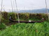 Fisherman - Inle Floating Gardens.jpg