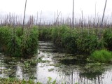 Inle Floating Gardens (2).jpg