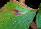 And The One Eyed Pockmarked Strawberry Plant Looked On