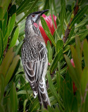 Red Wattlebird