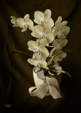 Orchid 3