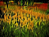 Fence and Grasses Abstact