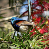 Fairy-wren 2