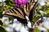 swallowtail.jpg