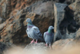 Rock Pigeon (Columba livia) Fuerteventura - Isla des Lobos