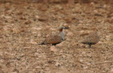 Black-bellied Sandgrouse (Pterocles orientalis orientalis) Fuerteventura -  Los Molinos