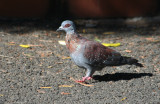 Speckled Pigeon (Columba guinea) South Africa - Cape Town