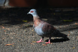 Speckled Pigeon (Columba guinea) South Africa - Cape Town