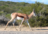 Springbok (Antidorcas marsupialis) Koeberg Private Nature Reserve