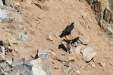 Verrauxs Eagle with juvenile (Aquila verreauxii) Western Cape near Langebaan