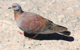 Speckled Pigeon (Columba guinea) Table Mountain NP
