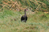 Spur-winged Goose (Plectropterus gambensis) Cape Town, Strandfontein