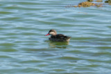 Red-billed Duck (Anas erythrorhyncha) Cape Town, Strandfontein