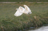 Great Egret (Ardea alba) Ackerdijkse plassen