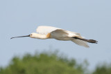 Eurasian Spoonbill (Platalea leucorodia) Waterland, Polder IJdoorn Plasdras