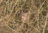 Long-eared Owl (Asio otus) Rotterdam - Kralingsche Bos