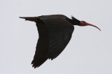 Northern Bald Ibis (Geronticus eremita (adult) Morocco - Tamri