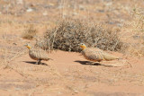 Spotted Sandgrouse (Pterocles senegallus) Morocco - Merzouga