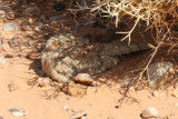 Egyptian Nightjar (Caprimulgus aegyptius) Morocco - Région de Merzouga