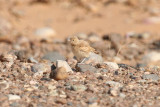 Bar-tailed Lark ssp arenicolor (Ammomanes cinctura arenicolor) Morocco - Région de Merzouga