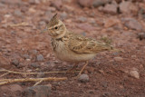 Maghreb Lark (Galerida macrorhyncha) Morocco - Tarmigt 