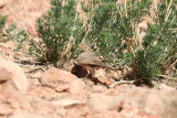 Desert Lark (Ammomanes deserti) Morocco - Imide