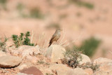 Desert Lark (Ammomanes deserti) Morocco - Imide
