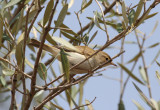 Western Bonellis Warbler (Phylloscopus bonelli) Morocco - Marrakech