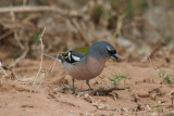 African (Atlas) Chaffinch (Fringilla spodiogenys africana) Morocco - Massa