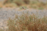 Greater Hoopoe-Lark (Alaemon alaudipes) Morocco - Région de Merzouga