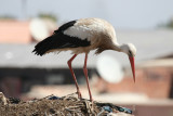 White Stork (Ciconia ciconia) Morocco - Marrakech