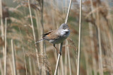 Common Whitethroat (Sylvia communis) Amstelveen - Middelpolder