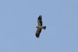 Booted Eagle (Hieraaetus pennatus) Catalunya - Lleida