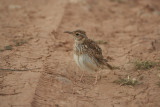Duponts Lark (Chersophilus duponti) Aragon - Los Monegros