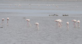 Greater Flamingoes (Phoenicopterus roseus) Delta de lEbre - Catalunya