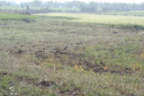 Pintailed Sandgrouse (Pterocles alchata) Lleida Steppe