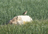 Calandra Lark (Melanocorypha calandra) Lleida Steppe - Catalunya