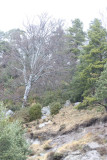 Parc Natural del Cadí-Moixeró, Pyrenees - Catalunya