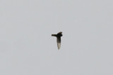 Little Swift (Apus affinis) Morocco - Marrakech 