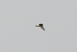 Little Swift (Apus affinis) Morocco - Marrakech 