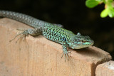 Italian Wall Lizard (Podarcis siculus) Italy - Palermo